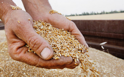Экспорт пшеницы из РФ ждут непростые времена